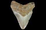 Bargain, Fossil Megalodon Tooth - North Carolina #91669-1